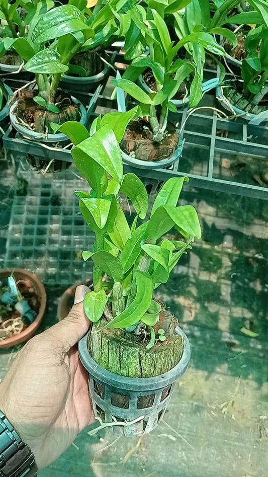 Dendrobium Frosty Dawn x Dawn Maree Matured Orchid Plant