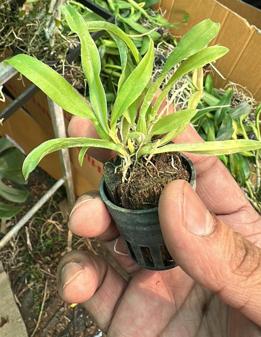 Oncidium Orchid plant Lava Burst