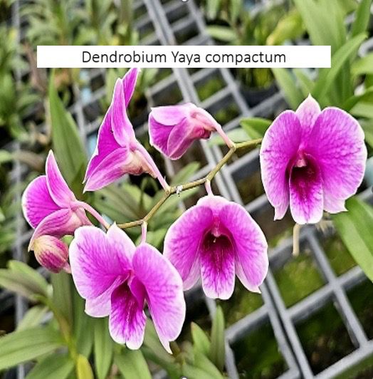 Dendrobium Orchid Yaya Compactum Seedling