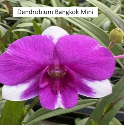 Dendrobium Orchid Bangkok Mini Seedling
