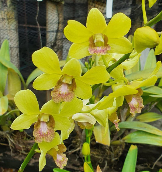 Dendrobium Orchid Burana Jade Seedling