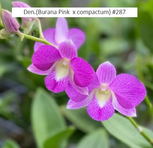 Dendrobium Orchid Burana pink Compactum Seedling #287