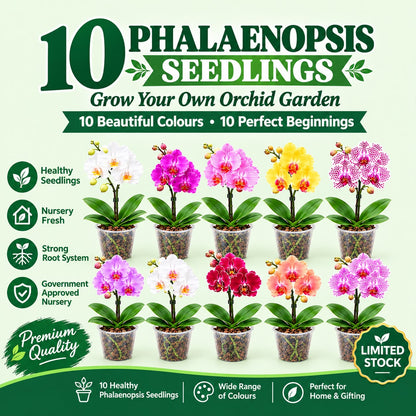 combo of 10 Phalaenopsis seedlings