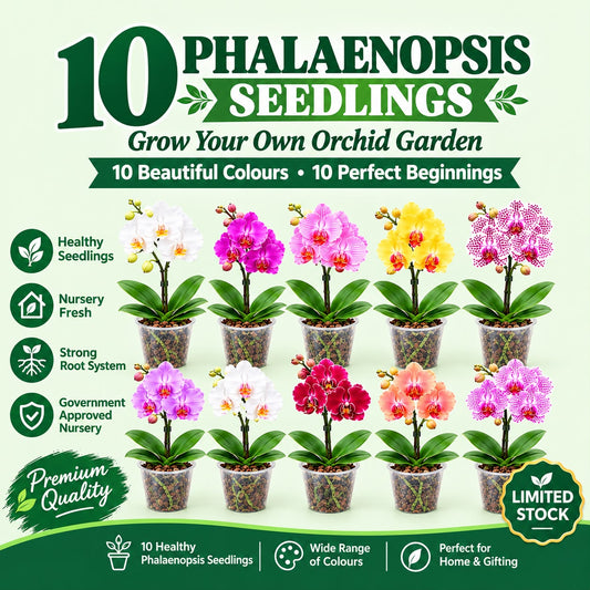 combo of 10 Phalaenopsis seedlings