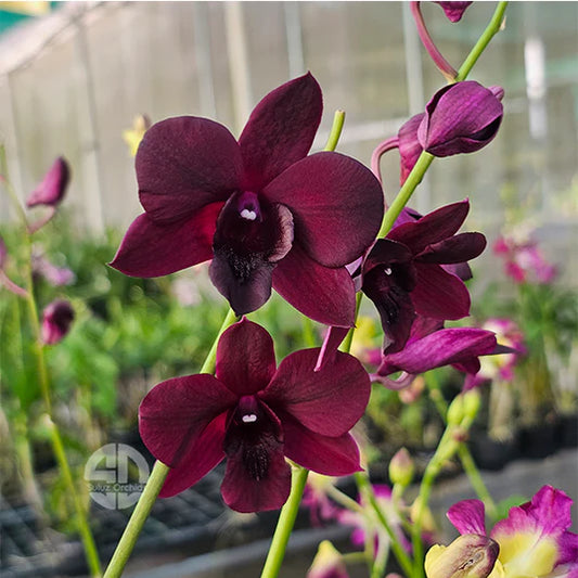 Dendrobium Orchid Airy Crimson Seedling
