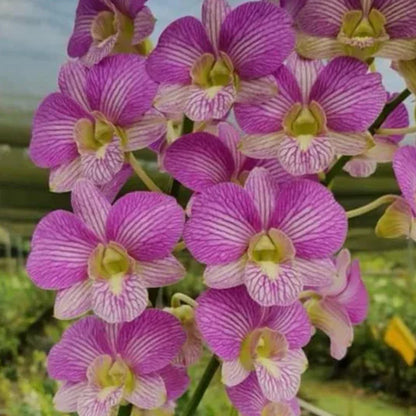 Dendrobium Orchid Plant Areedang Green x Burana Stripe #248 Seedling