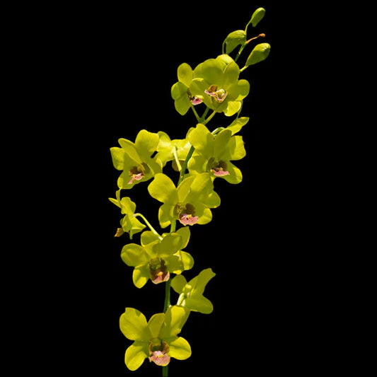 Dendrobium Orchid Burana Jade x Thongchai Gold Seedling