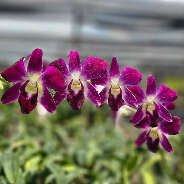 Dendrobium Orchid Earsakul rot gold Seedling