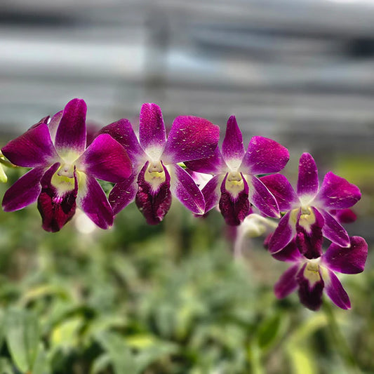 Dendrobium Orchid Earsakul rot gold Seedling