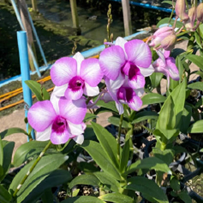 Dendrobium Orchid Plant Burana Pinky # 2060 Seedling