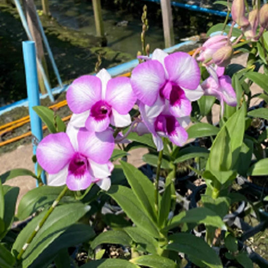 Dendrobium Orchid Plant Burana Pinky # 2060 Seedling
