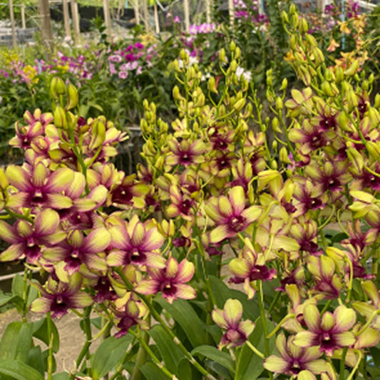 Dendrobium Orchid Thongchai gold Splash Seedling