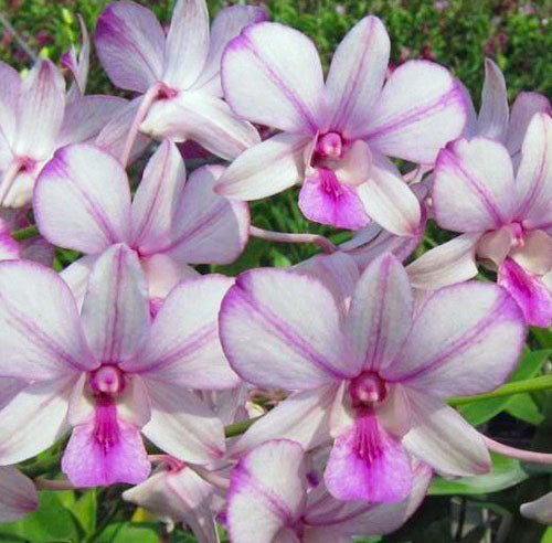 Dendrobium Orchid Pop's Eye Seedling