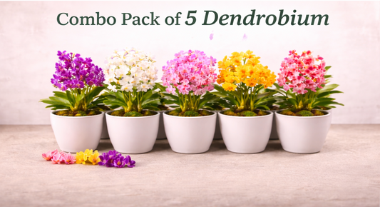 Combo Pack of 5 Colors Dendrobium Seedlings