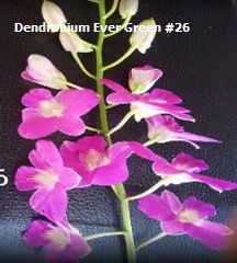 Dendrobium Orchid Evergreen #26 Seedling