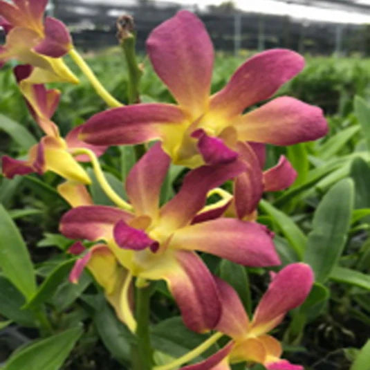 Dendrobium Orchid KGI Brown Seedling