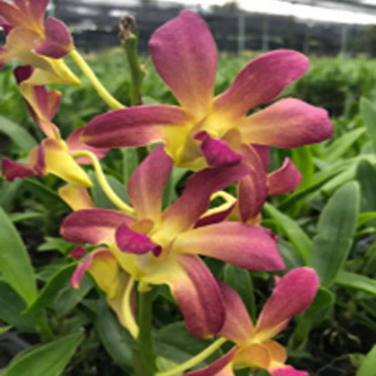 Dendrobium Orchid KGI Brown Seedling