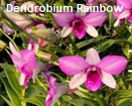 Dendrobium Orchid Rainbow Seedling