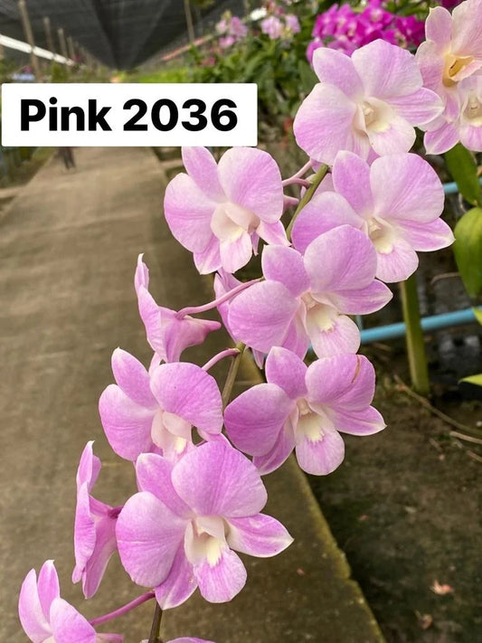 Dendrobium Orchid Burana pearl pink #2036 Seedling
