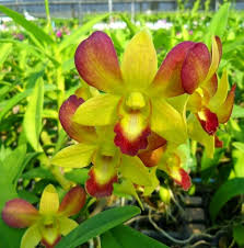 Dendrobium Orchid Honey Seedling