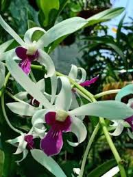 Dendrobium Orchid Meesangnil #2 Seedling