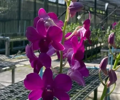 Dendrobium Orchid Red 319 Seedling