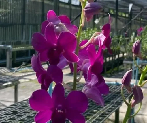 Dendrobium Orchid Red 319 Seedling