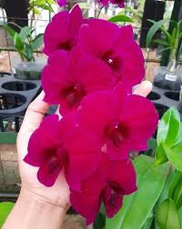 Dendrobium Orchid Red #911 Seedling