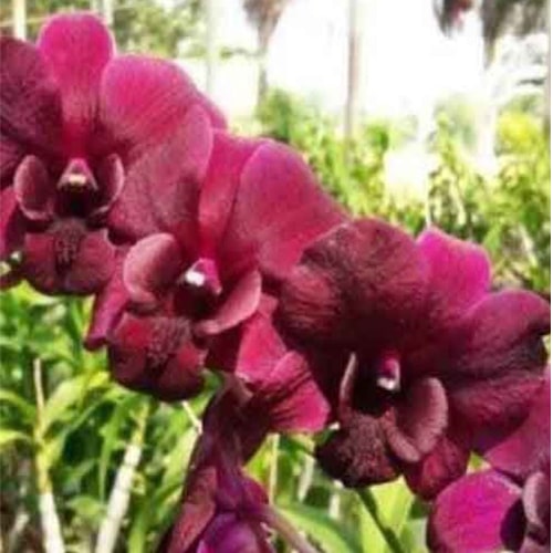 Dendrobium Orchid Red Town Seedling