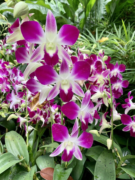 Dendrobium Orchid Sonia Red Seedling