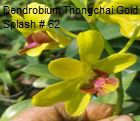 Dendrobium Orchid Thongchai gold Splash #62 Seedling