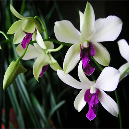 Dendrobium Orchid Woon leng Seedling