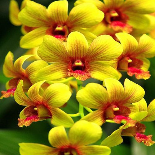 Dendrobium Orchid Thongchai Pinwattana x Boonchu Gold Seedling Plant