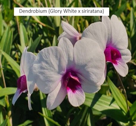 Dendrobium Orchid Glory white Siriratana Seedling