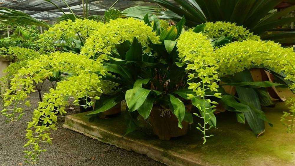 Grammatophyllum Pakkret Leo Saber Orchid Plant Seedling