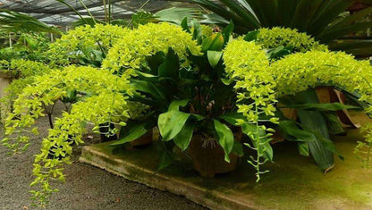 Grammatophyllum Pakkret Leo Saber Orchid Plant Seedling