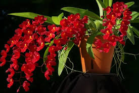Oncidium Orchid plant Lava Burst