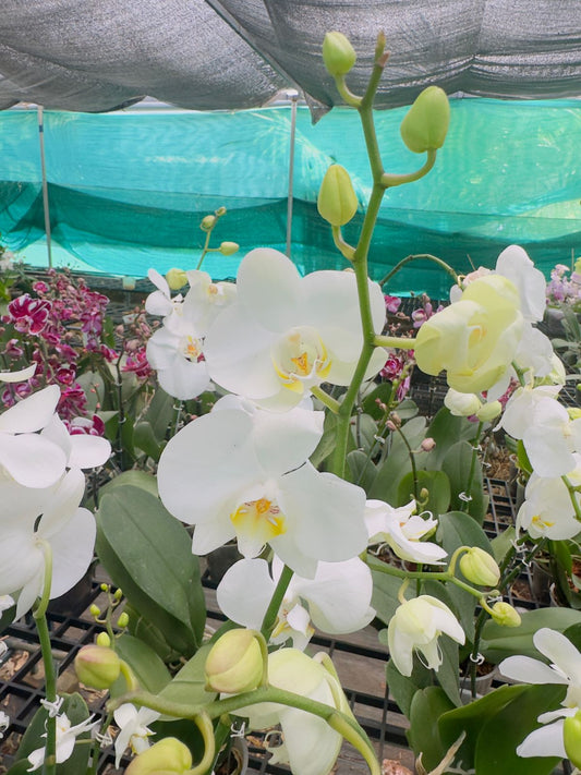 Phalaenopsis Orchid White Classic with Flower