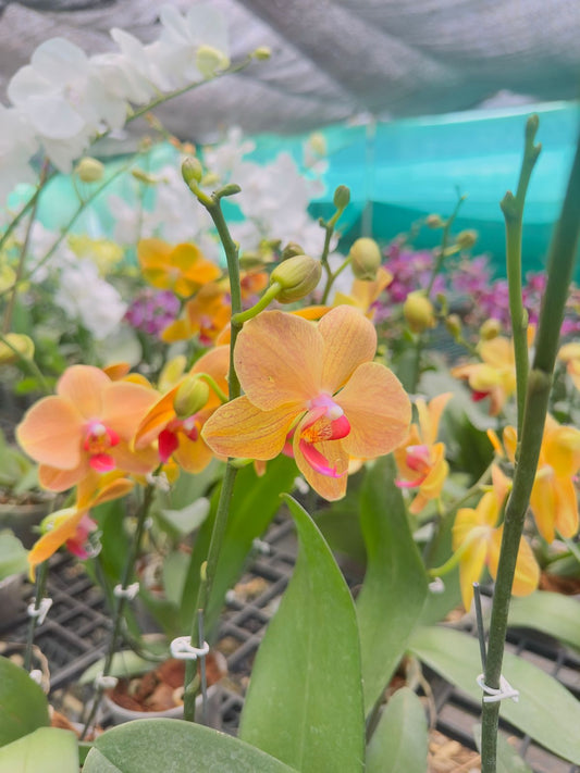 Phalaenopsis Orchid Sunset Orange with Flower