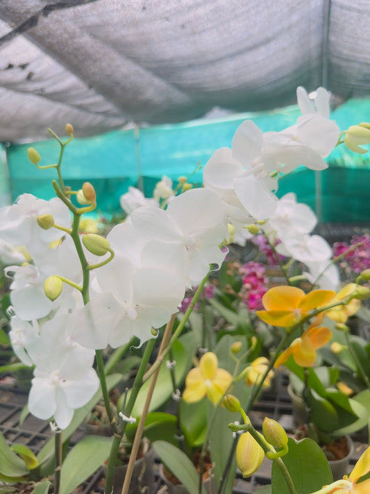 Phalaenopsis Moon Orchid with Flower