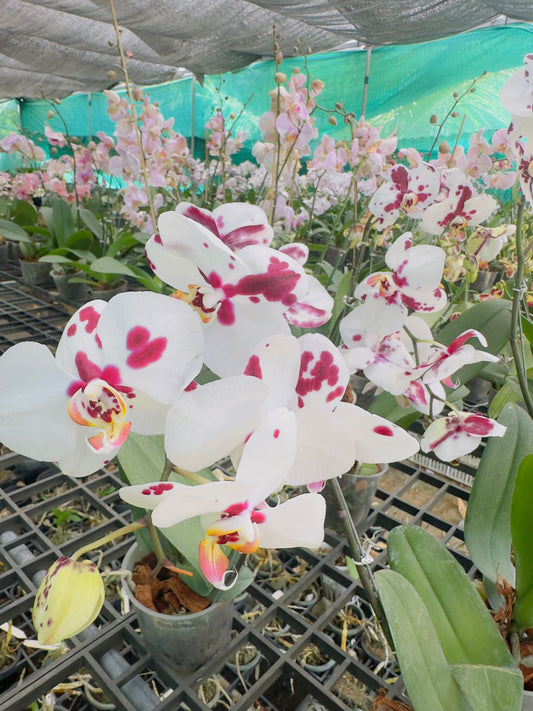 Phalaenopsis Polka Dots Orchid with Flower