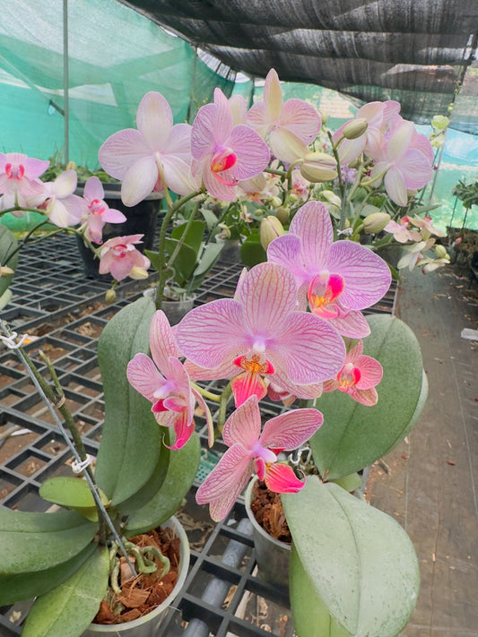 Phalaenopsis Tropic Wonderland Orchid with Flower
