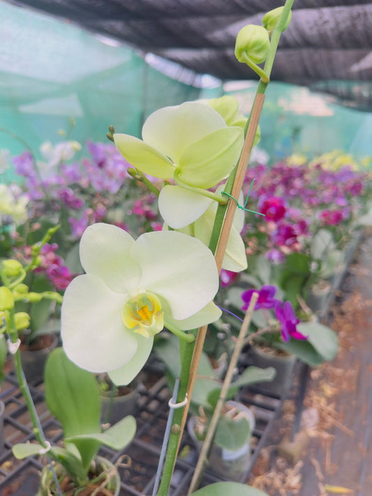 Phalaenopsis Yellow Green Orchid with Flower