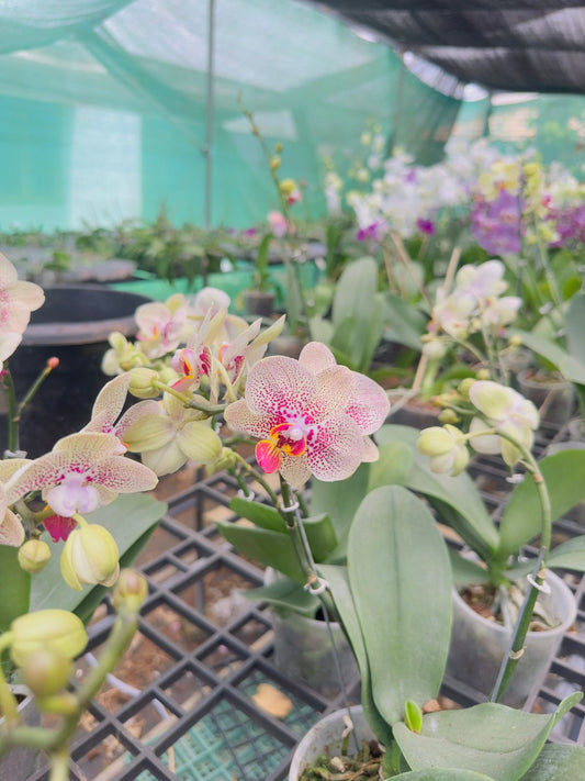 Phalaenopsis Orchid #101 with Flower