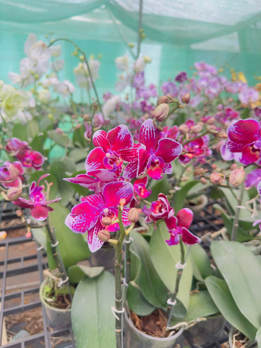 Phalaenopsis Orchid #103 with Flower