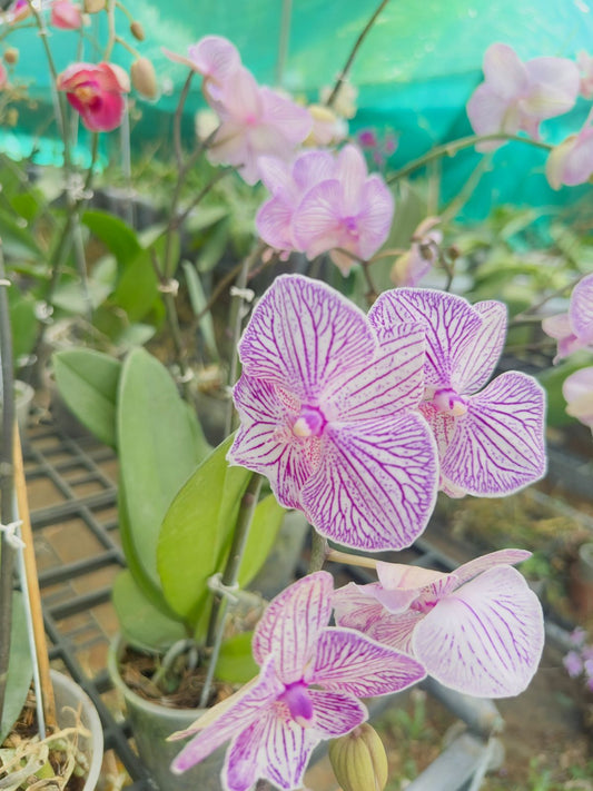 Phalaenopsis Orchid #104 with Flower