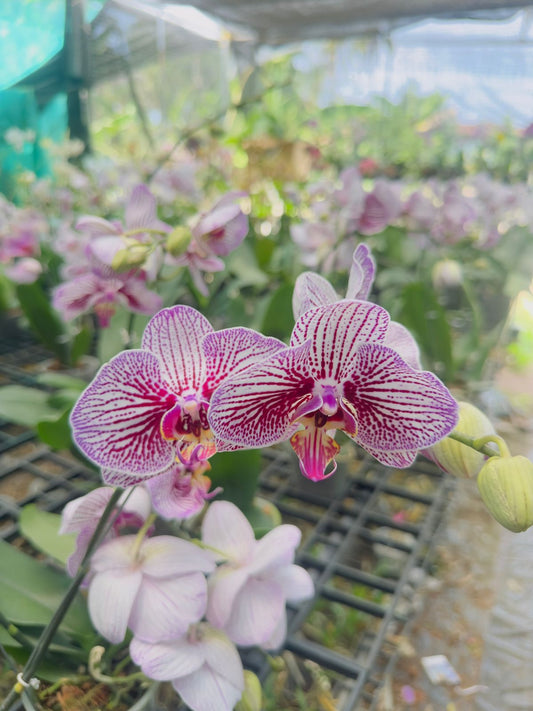 Phalaenopsis Orchid #105 with Flower