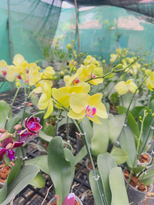 Phalaenopsis Orchid #107 with Flower
