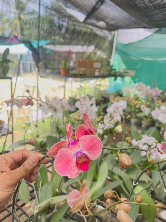 Phalaenopsis Orchid #106 with Flower