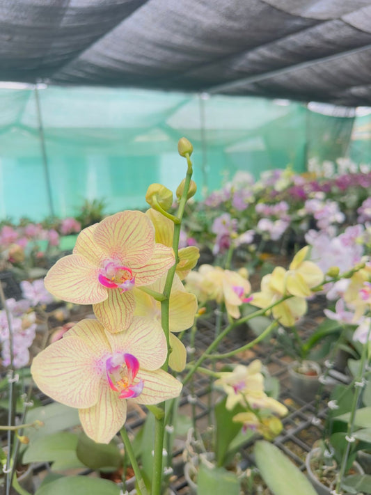 Phalaenopsis Orchid #108 with Flower